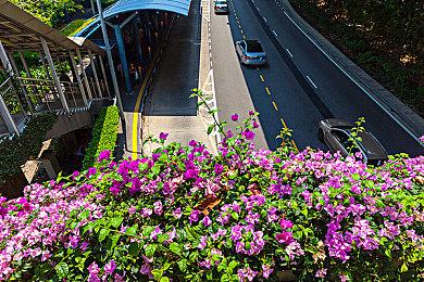 《卡戎方舟》1.0现已登陆Steam 巨树上的殖民塔防